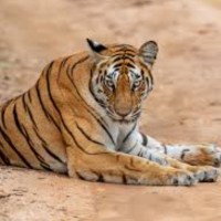 बाघको आक्रमणबाट बाँकेको राप्ती सोनारीमा एक जनाको मृत्यु,