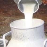 bibidh image