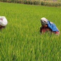 देशभर ९१ प्रतिशत धान रोपाइँको काम सम्पन्न,