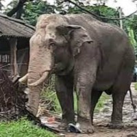 हात्तीले दैनिक घर भत्काउँदा चिसोमा रात कटाउन बाध्य
