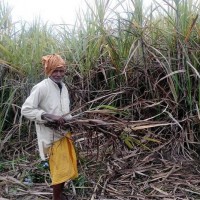     Sugarcane farmers agitated again   