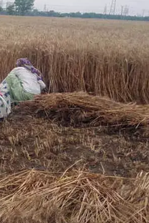 बेमौसमी वर्षाले बाँकेमा धानबालीलाई क्षति,