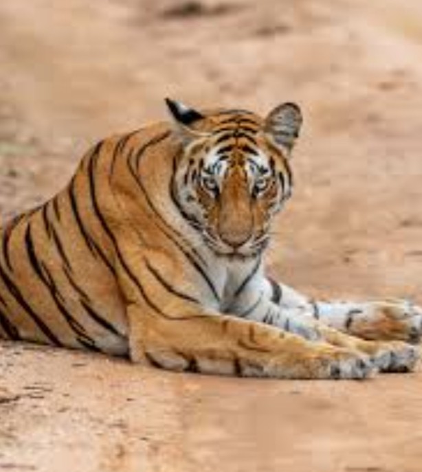 बाघको आक्रमणबाट बाँकेको राप्ती सोनारीमा एक जनाको मृत्यु,