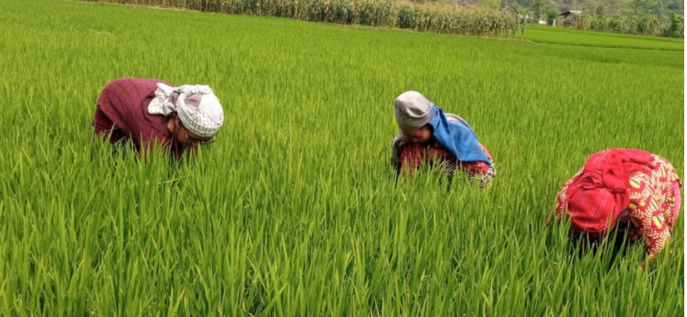 देशभर ९१ प्रतिशत धान रोपाइँको काम सम्पन्न,