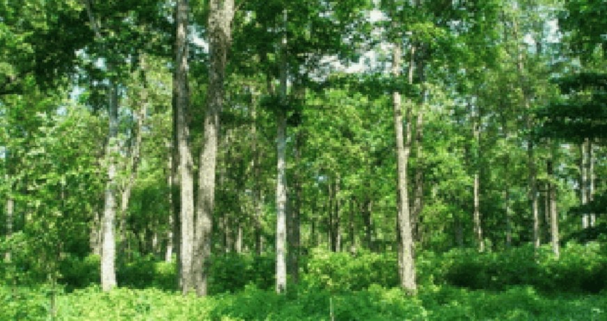 कञ्चनपुरको सामुदायिक वनमा तीन वर्षपछि वनपैदावार सङ्कलन
