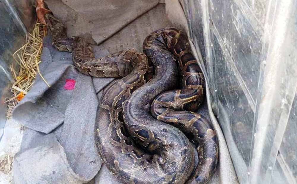    Python rescued from rivulet   