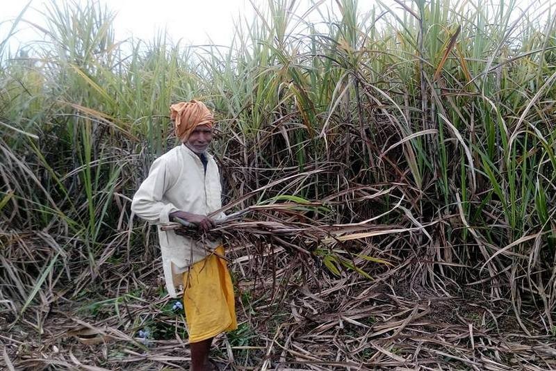 Sugarcane farmers agitated again
